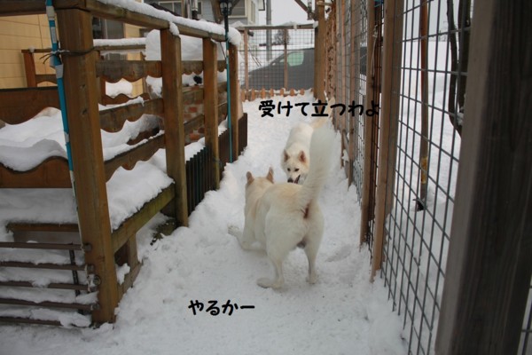 f:id:buhi84shin:20121214213006j:image