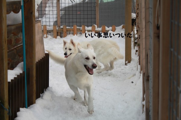 f:id:buhi84shin:20121214213007j:image