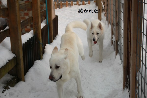 f:id:buhi84shin:20121214213009j:image