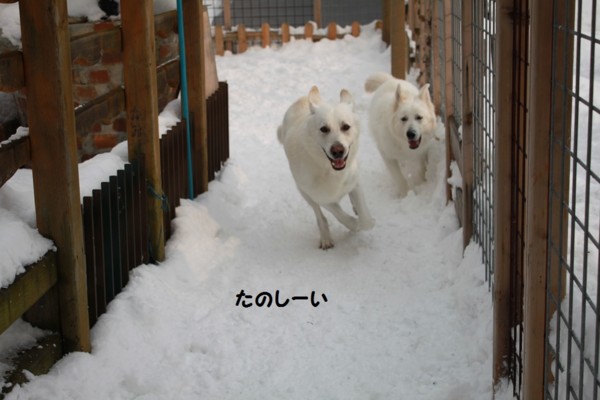 f:id:buhi84shin:20121214213010j:image