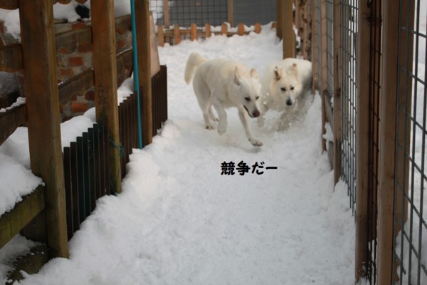 f:id:buhi84shin:20121214213011j:image