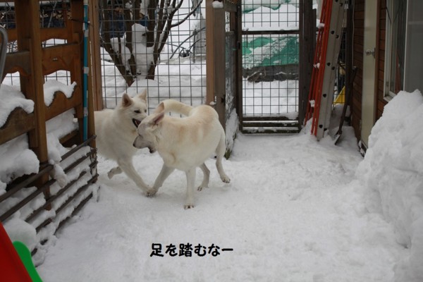 f:id:buhi84shin:20121214222119j:image