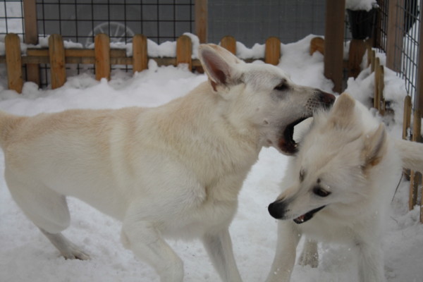 f:id:buhi84shin:20121214222121j:image