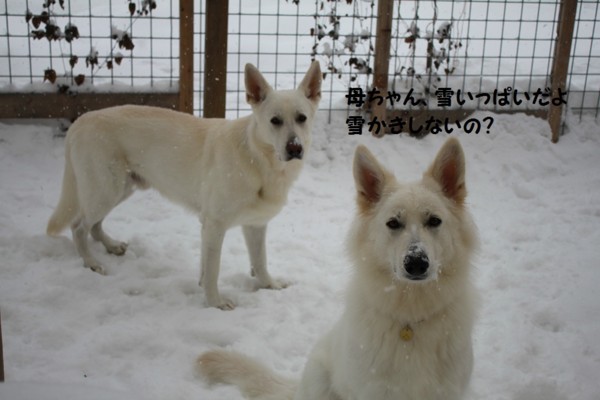 f:id:buhi84shin:20121216203305j:image
