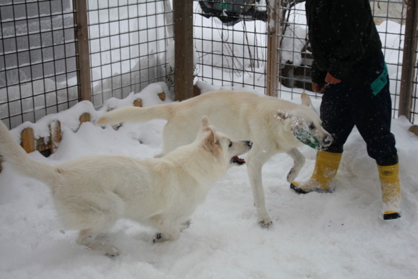 f:id:buhi84shin:20121216210004j:image