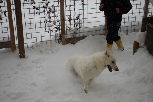 f:id:buhi84shin:20121216210013j:image