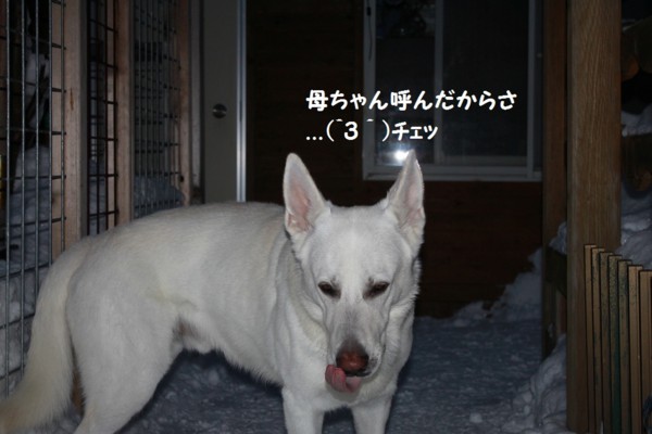 f:id:buhi84shin:20121217212501j:image
