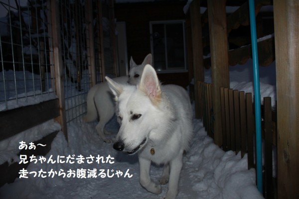 f:id:buhi84shin:20121217212503j:image