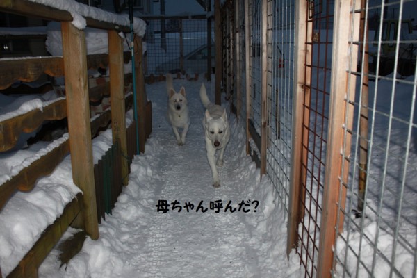 f:id:buhi84shin:20121217212506j:image