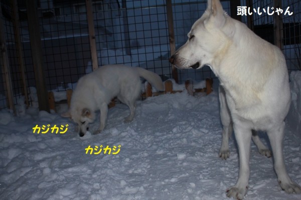 f:id:buhi84shin:20121217212509j:image