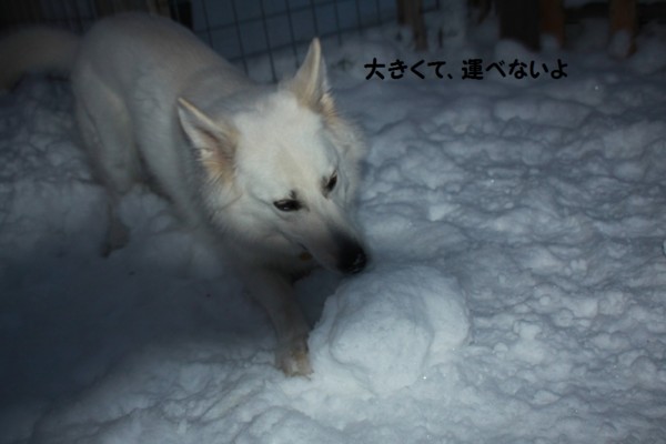 f:id:buhi84shin:20121217212512j:image