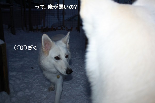 f:id:buhi84shin:20121217215545j:image