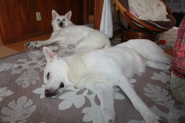 f:id:buhi84shin:20121222204315j:image f:id:buhi84shin:20121222204315j:image