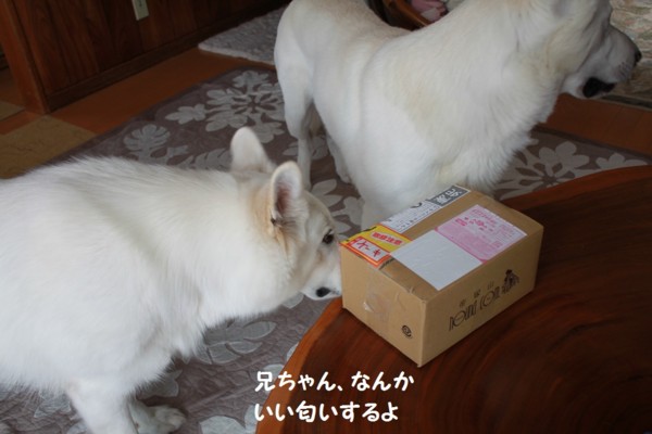 f:id:buhi84shin:20121222204651j:image f:id:buhi84shin:20121222204651j:image