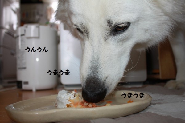 f:id:buhi84shin:20121223211823j:image f:id:buhi84shin:20121223211823j:image