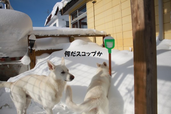 f:id:buhi84shin:20121228222038j:image f:id:buhi84shin:20121228222038j:image