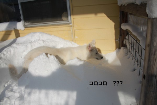 f:id:buhi84shin:20121228222455j:image f:id:buhi84shin:20121228222455j:image