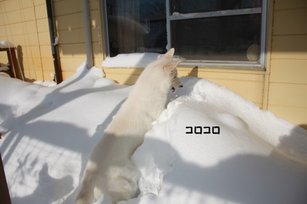 f:id:buhi84shin:20121228222458j:image f:id:buhi84shin:20121228222458j:image