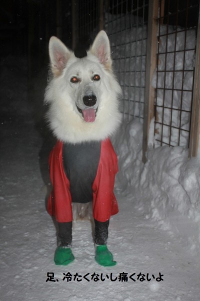 f:id:buhi84shin:20121228223803j:image f:id:buhi84shin:20121228223803j:image