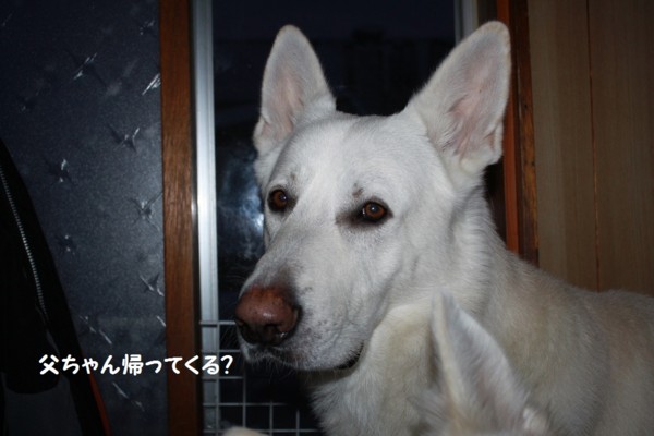 f:id:buhi84shin:20130107194444j:image