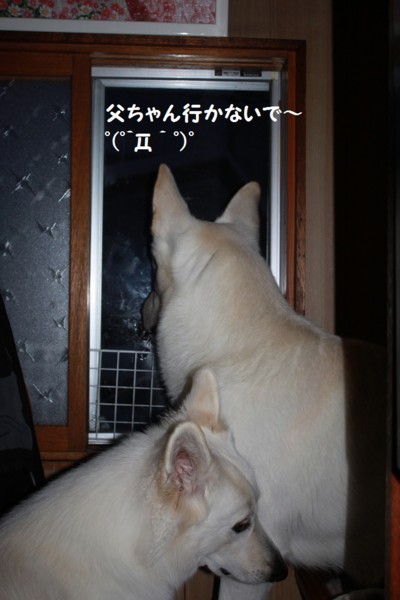 f:id:buhi84shin:20130107194446j:image