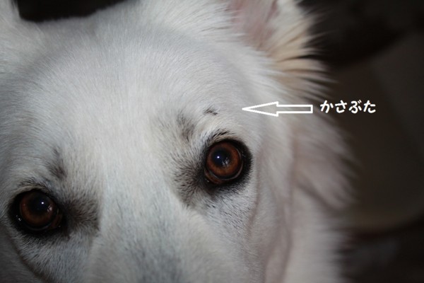 f:id:buhi84shin:20130108215529j:image f:id:buhi84shin:20130108215529j:image