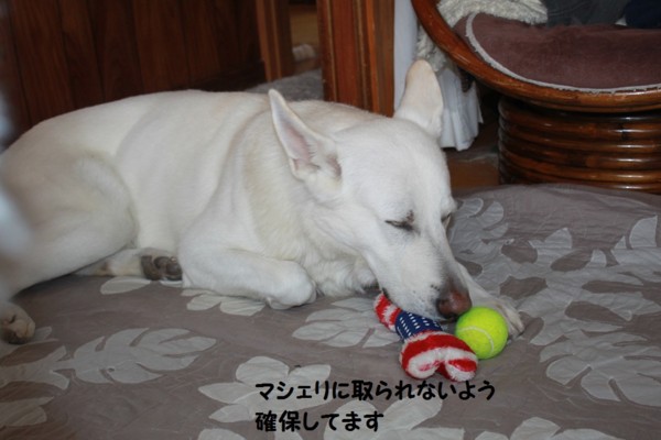 f:id:buhi84shin:20130108215918j:image f:id:buhi84shin:20130108215918j:image