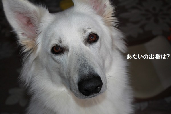 f:id:buhi84shin:20130114232658j:image