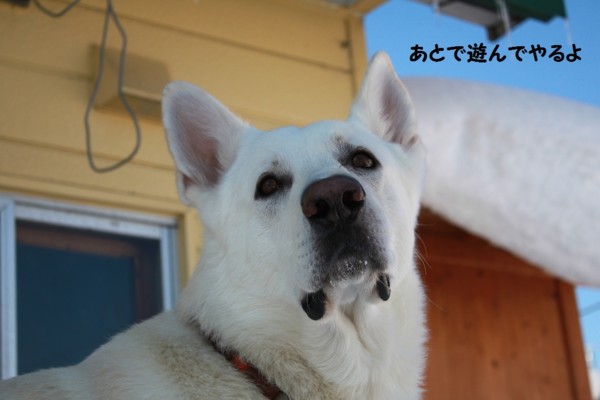f:id:buhi84shin:20130116205029j:image f:id:buhi84shin:20130116205029j:image