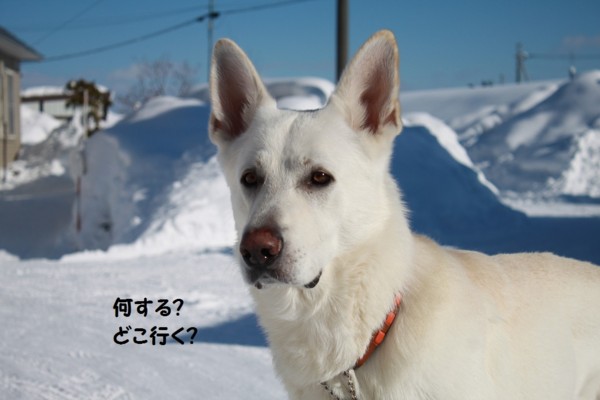 f:id:buhi84shin:20130116205032j:image f:id:buhi84shin:20130116205032j:image