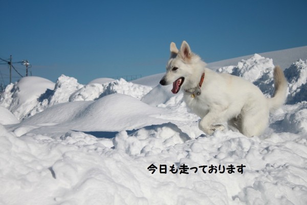 f:id:buhi84shin:20130117222509j:image f:id:buhi84shin:20130117222509j:image