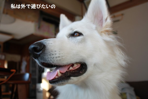 f:id:buhi84shin:20130117223144j:image f:id:buhi84shin:20130117223144j:image