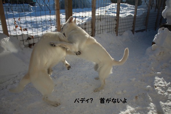f:id:buhi84shin:20130117223613j:image f:id:buhi84shin:20130117223613j:image
