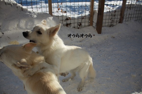 f:id:buhi84shin:20130117223624j:image f:id:buhi84shin:20130117223624j:image