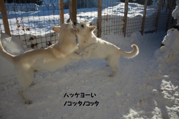 f:id:buhi84shin:20130117223626j:image f:id:buhi84shin:20130117223626j:image