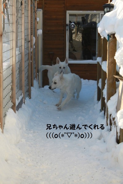 f:id:buhi84shin:20130117224217j:image f:id:buhi84shin:20130117224217j:image