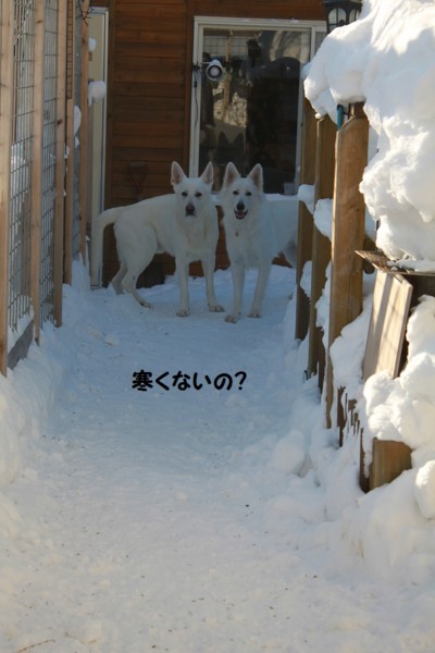f:id:buhi84shin:20130117224218j:image f:id:buhi84shin:20130117224218j:image
