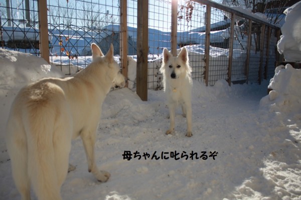 f:id:buhi84shin:20130118205548j:image