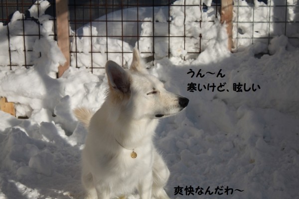 f:id:buhi84shin:20130118205555j:image