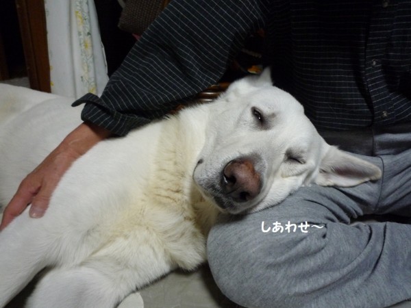 f:id:buhi84shin:20130118213629j:image