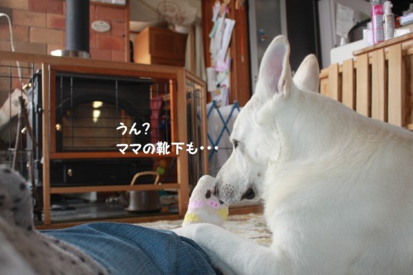 f:id:buhi84shin:20130131210829j:image