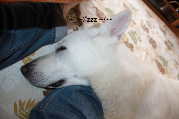 f:id:buhi84shin:20130131210831j:image