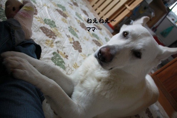 f:id:buhi84shin:20130131211146j:image