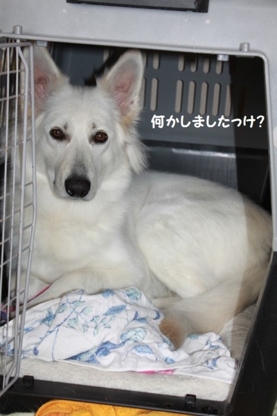 f:id:buhi84shin:20130131211702j:image
