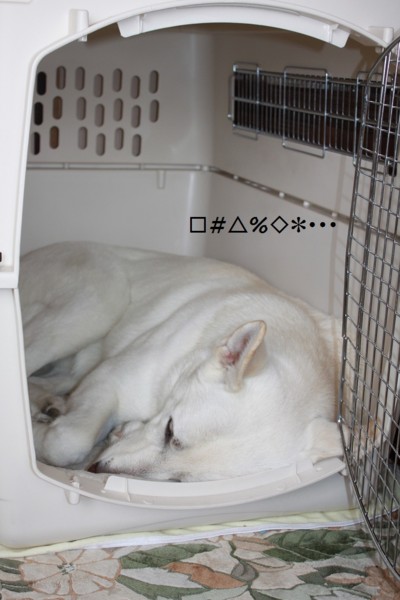 f:id:buhi84shin:20130131211703j:image