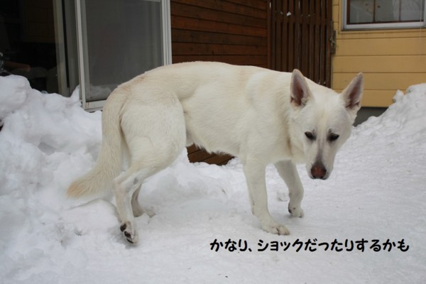 f:id:buhi84shin:20130131211705j:image