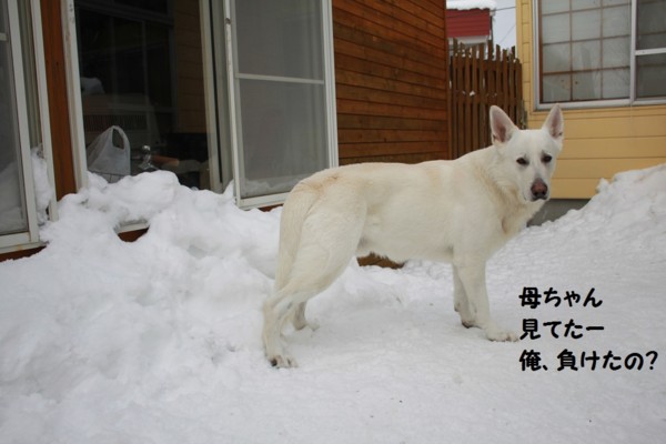 f:id:buhi84shin:20130131211707j:image