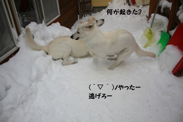 f:id:buhi84shin:20130131211708j:image