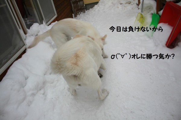 f:id:buhi84shin:20130131211711j:image