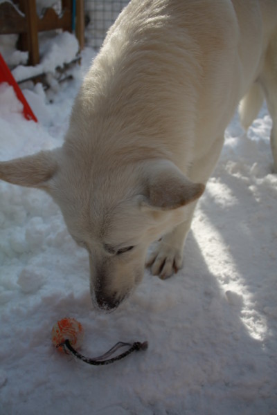 f:id:buhi84shin:20130220214221j:image